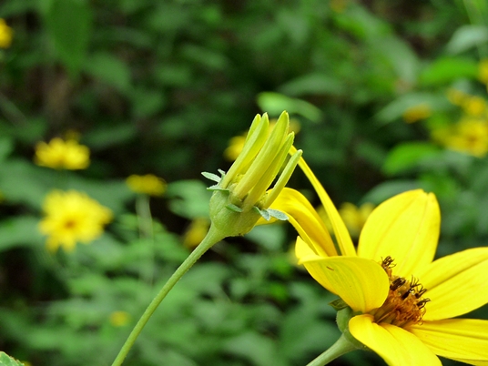 {Helianthus strumosus}